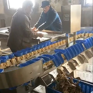 牡蠣自動分揀機(jī)