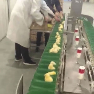 小雞自動分揀機(jī)